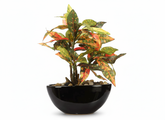 Artificial Croton Bonsai Tree - 1ft